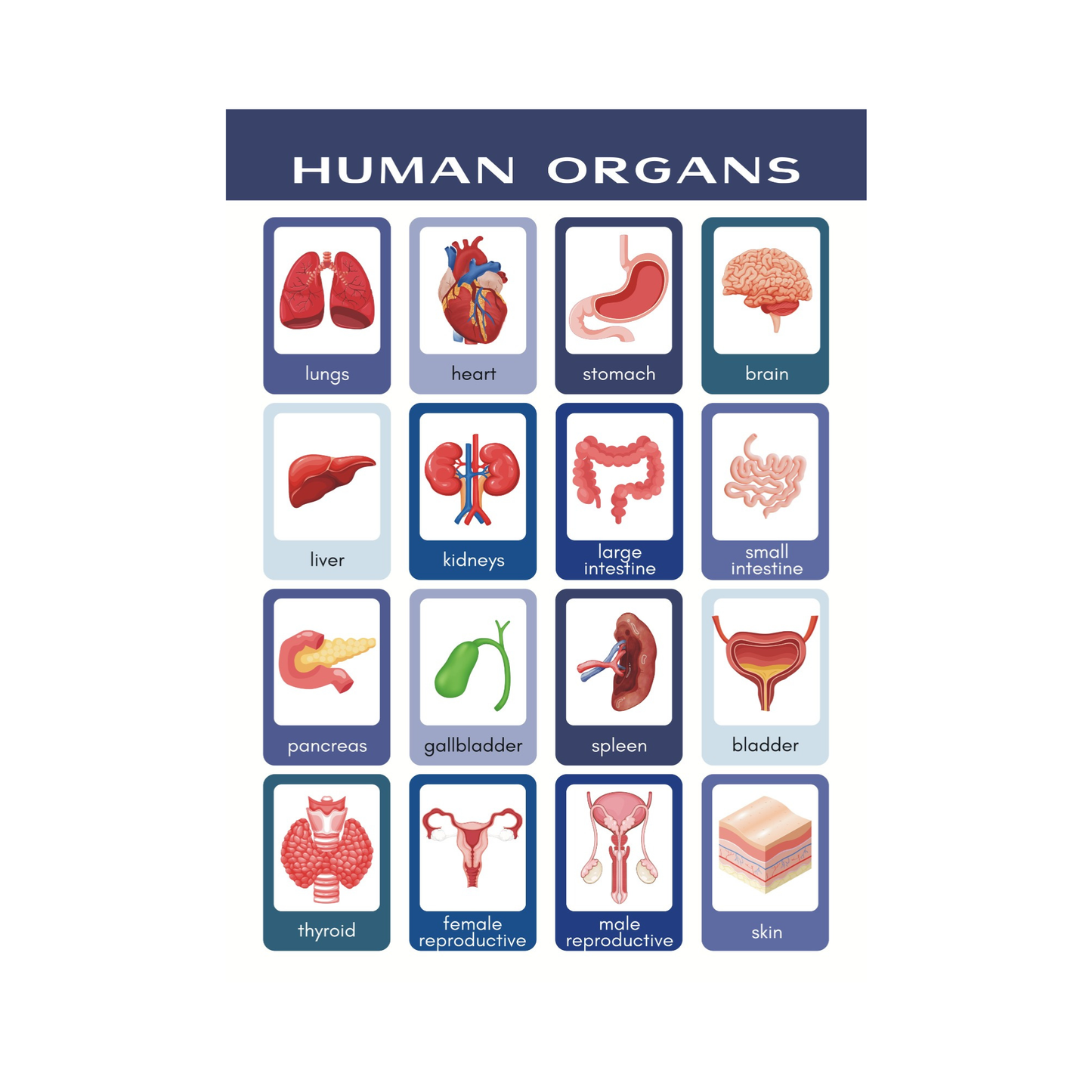 Kids self-learning sheets ( Size 2 feet x 2.5 feet )